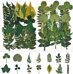 42 PCS Assorted Real Dried Pressed Leaves Natural Dry Leaves for Pressed Leaf Art Craft DIY ,14 Styles