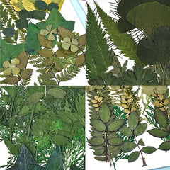 42 PCS Assorted Real Dried Pressed Leaves Natural Dry Leaves for Pressed Leaf Art Craft DIY ,14 Styles